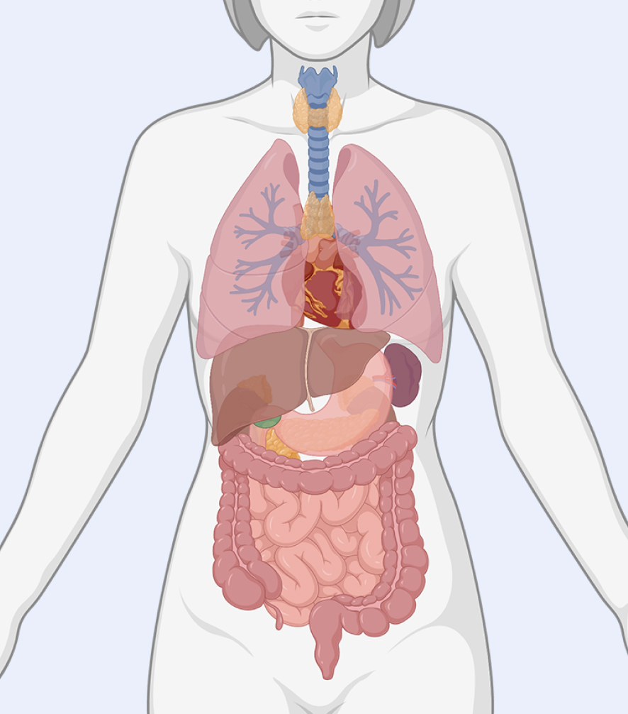 Home Page_2_Organs